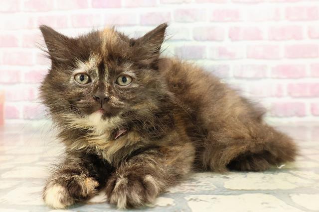 東京都のサイベリアン (Coo&RIKU赤坂店/2025年8月22日生まれ/女の子/トーティー)の子猫の2枚目の画像