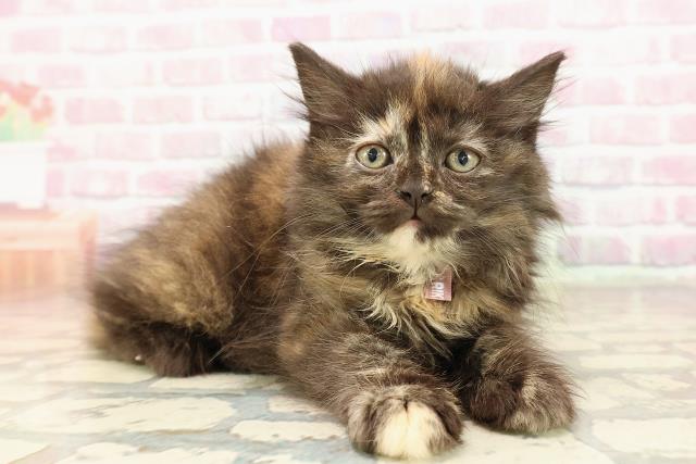 東京都のサイベリアン (Coo&RIKU赤坂店/2025年8月22日生まれ/女の子/トーティー)の子猫の3枚目の画像