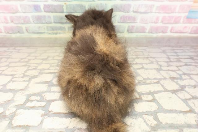 東京都のサイベリアン (Coo&RIKU赤坂店/2025年8月22日生まれ/女の子/トーティー)の子猫の4枚目の画像