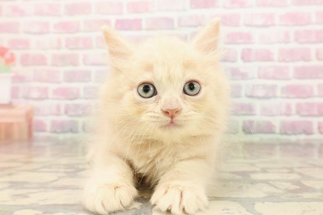 東京都のサイベリアン (Coo&RIKU自由が丘店/2025年8月22日生まれ/男の子/クリームタビー)の子猫の1枚目の画像