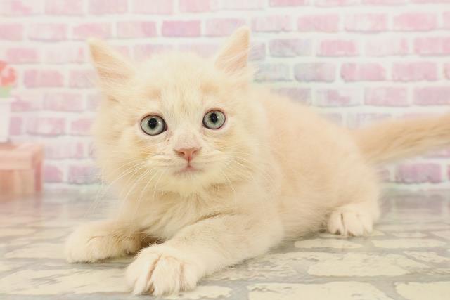 東京都のサイベリアン (Coo&RIKU自由が丘店/2025年8月22日生まれ/男の子/クリームタビー)の子猫の2枚目の画像
