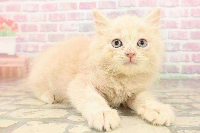 東京都のサイベリアン (Coo&RIKU自由が丘店/2025年8月22日生まれ/男の子/クリームタビー)の子猫の3枚目の画像