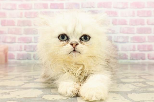 エキゾチック