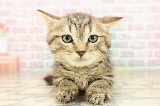 東京都のマンチカン (Coo&RIKU新宿三丁目店/2025年8月21日生まれ/男の子/ブラウンタビー)の子猫の1枚目の画像