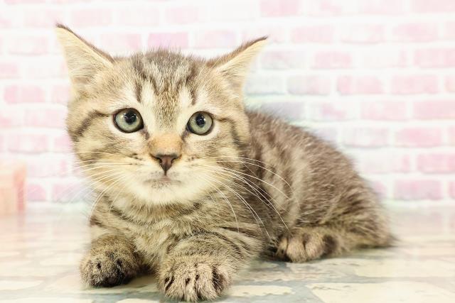 東京都のマンチカン (Coo&RIKU新宿三丁目店/2025年8月21日生まれ/男の子/ブラウンタビー)の子猫の2枚目の画像