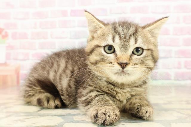 東京都のマンチカン (Coo&RIKU新宿三丁目店/2025年8月21日生まれ/男の子/ブラウンタビー)の子猫の3枚目の画像