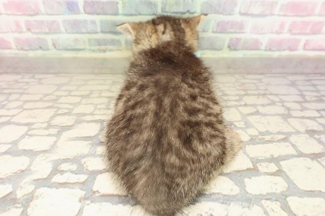 東京都のマンチカン (Coo&RIKU新宿三丁目店/2025年8月21日生まれ/男の子/ブラウンタビー)の子猫の4枚目の画像