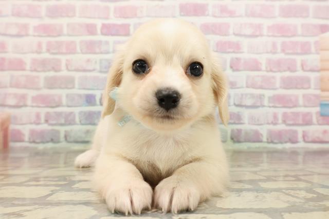 千葉県のチワックス(チワワ×ダックス) (Coo&RIKU市原店/2025年8月24日生まれ/男の子/クリーム)の子犬の1枚目の画像