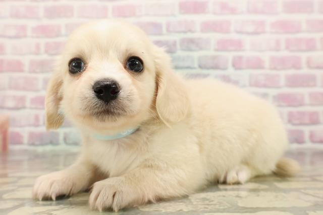 千葉県のチワックス(チワワ×ダックス) (Coo&RIKU市原店/2025年8月24日生まれ/男の子/クリーム)の子犬の2枚目の画像