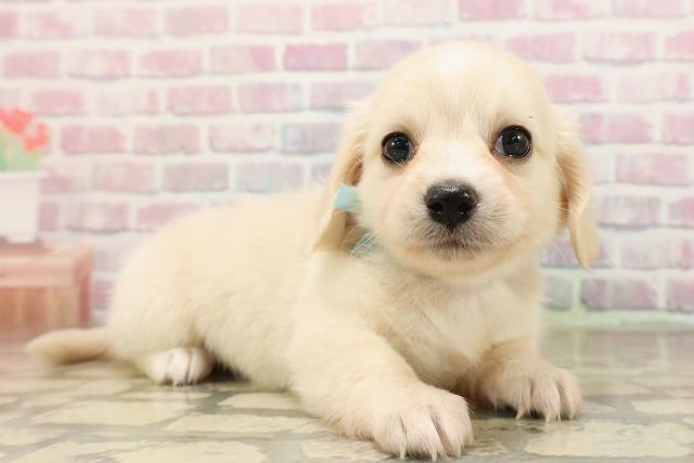 千葉県のチワックス(チワワ×ダックス) (Coo&RIKU市原店/2025年8月24日生まれ/男の子/クリーム)の子犬の3枚目の画像