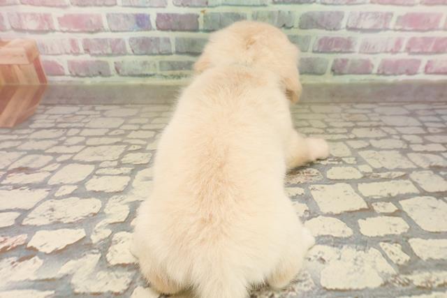 千葉県のチワックス(チワワ×ダックス) (Coo&RIKU市原店/2025年8月24日生まれ/男の子/クリーム)の子犬の4枚目の画像