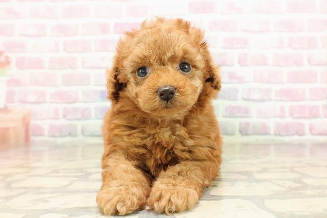 東京都のトイプードル(トイ) (Coo&RIKU中野サンモール店/2025年8月21日生まれ/女の子/アプリコット)の子犬の1枚目の画像