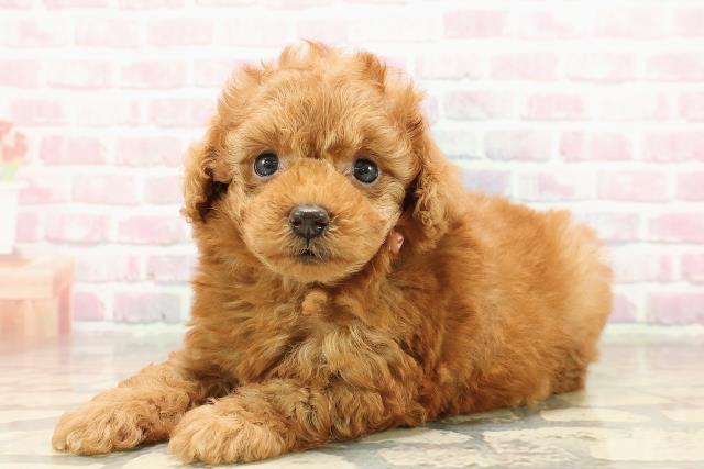 東京都のトイプードル(トイ) (Coo&RIKU中野サンモール店/2025年8月21日生まれ/女の子/アプリコット)の子犬の2枚目の画像