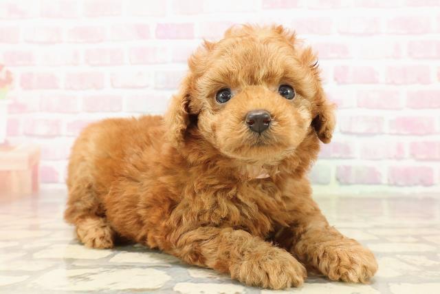 東京都のトイプードル(トイ) (Coo&RIKU中野サンモール店/2025年8月21日生まれ/女の子/アプリコット)の子犬の3枚目の画像