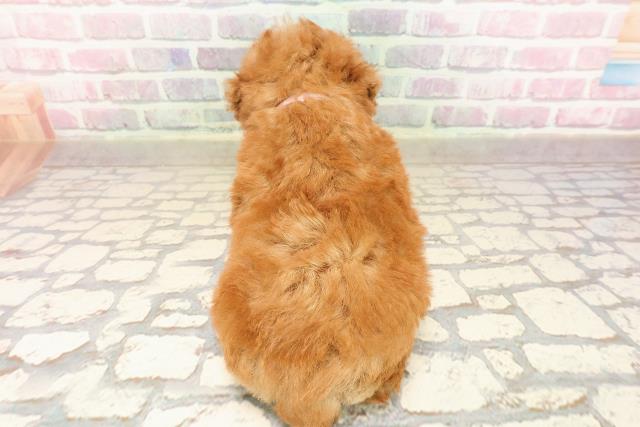 東京都のトイプードル(トイ) (Coo&RIKU中野サンモール店/2025年8月21日生まれ/女の子/アプリコット)の子犬の4枚目の画像