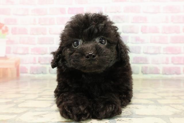 トイ・プードル