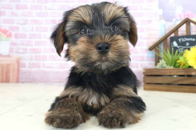 大阪府のヨークシャーテリア (Coo&RIKU枚方店/2025年8月21日生まれ/男の子/スチールブルータン)の子犬の1枚目の画像