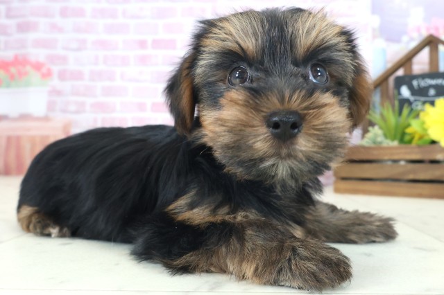 大阪府のヨークシャーテリア (Coo&RIKU枚方店/2025年8月21日生まれ/男の子/スチールブルータン)の子犬の2枚目の画像