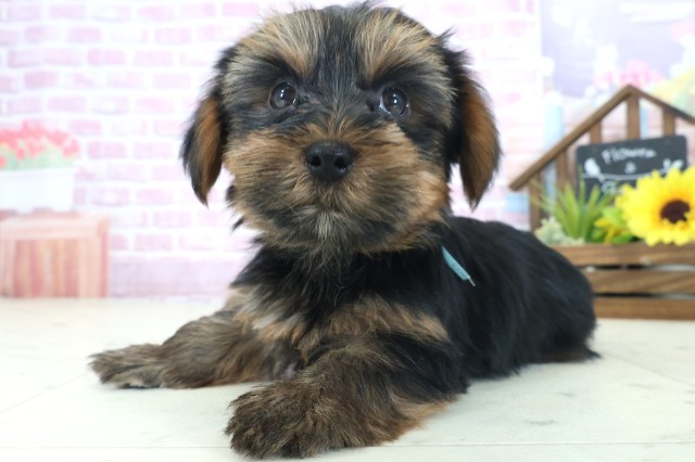 大阪府のヨークシャーテリア (Coo&RIKU枚方店/2025年8月21日生まれ/男の子/スチールブルータン)の子犬の3枚目の画像