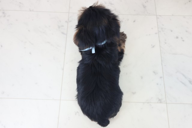 大阪府のヨークシャーテリア (Coo&RIKU枚方店/2025年8月21日生まれ/男の子/スチールブルータン)の子犬の4枚目の画像