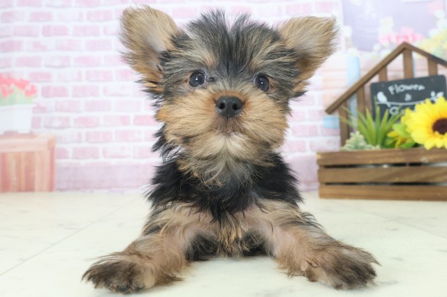 大阪府のヨークシャーテリア (Coo&RIKU阿倍野店/2025年8月21日生まれ/男の子/スチールブルータン)の子犬