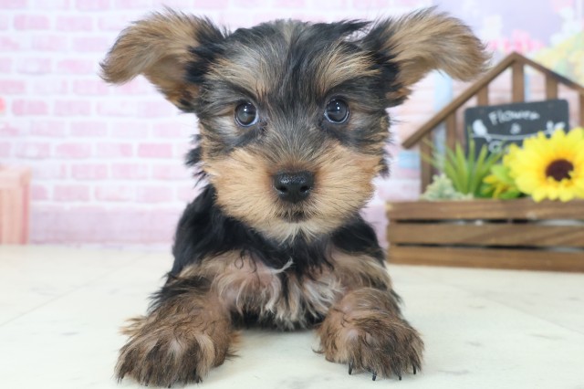 奈良県のヨークシャーテリア (Coo&RIKU奈良新庄店/2025年8月21日生まれ/女の子/スチールブルータン)の子犬の1枚目の画像