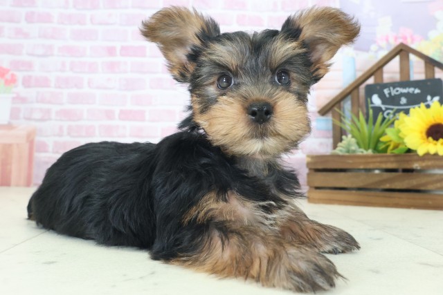 奈良県のヨークシャーテリア (Coo&RIKU奈良新庄店/2025年8月21日生まれ/女の子/スチールブルータン)の子犬の2枚目の画像