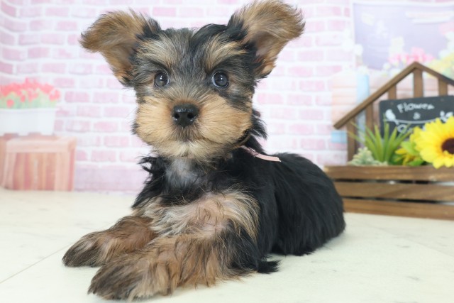 奈良県のヨークシャーテリア (Coo&RIKU奈良新庄店/2025年8月21日生まれ/女の子/スチールブルータン)の子犬の3枚目の画像