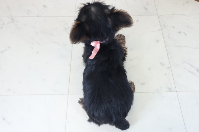 奈良県のヨークシャーテリア (Coo&RIKU奈良新庄店/2025年8月21日生まれ/女の子/スチールブルータン)の子犬の4枚目の画像