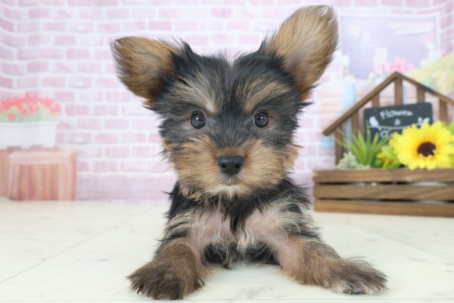 兵庫県のヨークシャーテリア (Coo&RIKU三木店/2025年8月21日生まれ/女の子/スチールブルータン)の子犬の1枚目の画像