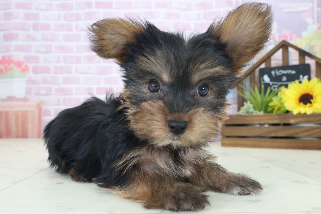 兵庫県のヨークシャーテリア (Coo&RIKU三木店/2025年8月21日生まれ/女の子/スチールブルータン)の子犬の2枚目の画像
