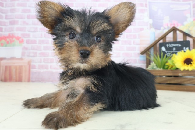 兵庫県のヨークシャーテリア (Coo&RIKU三木店/2025年8月21日生まれ/女の子/スチールブルータン)の子犬の3枚目の画像