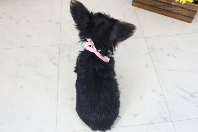 兵庫県のヨークシャーテリア (Coo&RIKU三木店/2025年8月21日生まれ/女の子/スチールブルータン)の子犬の4枚目の画像