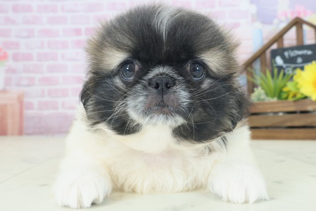 大阪府のペキニーズ (Coo&RIKU心斎橋店/2025年8月22日生まれ/男の子/フォーンホワイト)の子犬の1枚目の画像