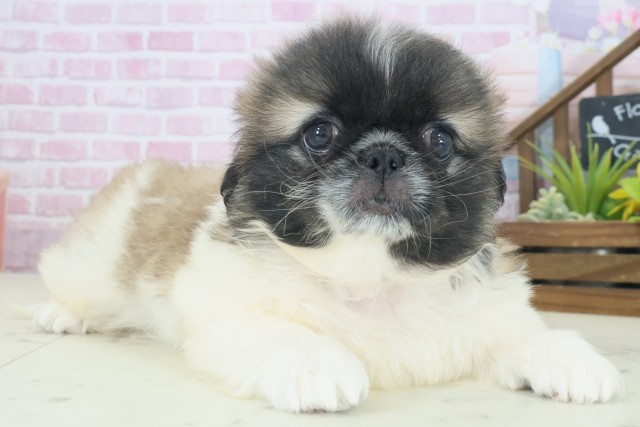 大阪府のペキニーズ (Coo&RIKU心斎橋店/2025年8月22日生まれ/男の子/フォーンホワイト)の子犬の2枚目の画像