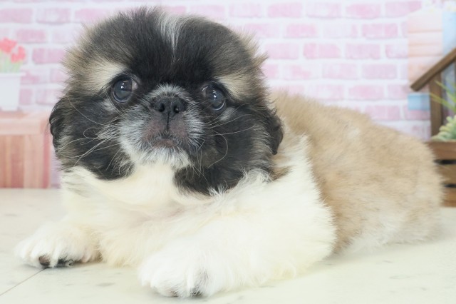 大阪府のペキニーズ (Coo&RIKU心斎橋店/2025年8月22日生まれ/男の子/フォーンホワイト)の子犬の3枚目の画像