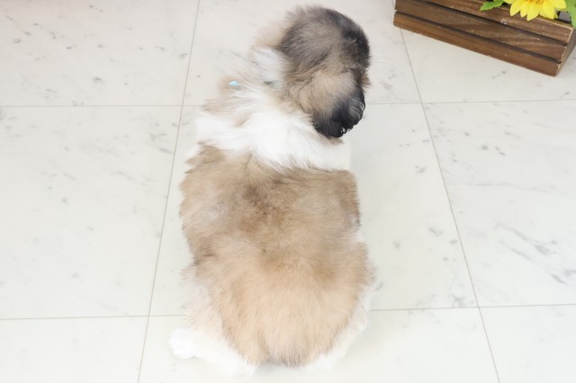 大阪府のペキニーズ (Coo&RIKU心斎橋店/2025年8月22日生まれ/男の子/フォーンホワイト)の子犬の4枚目の画像