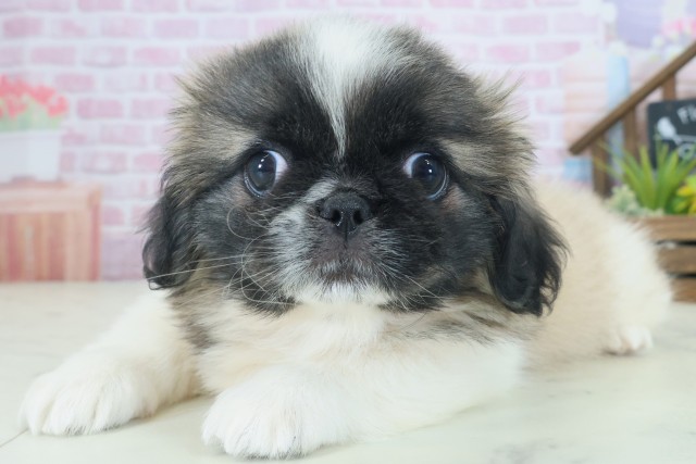 大阪府のペキニーズ (Coo&RIKU茶屋町店/2025年8月22日生まれ/女の子/フォーンホワイト)の子犬の3枚目の画像