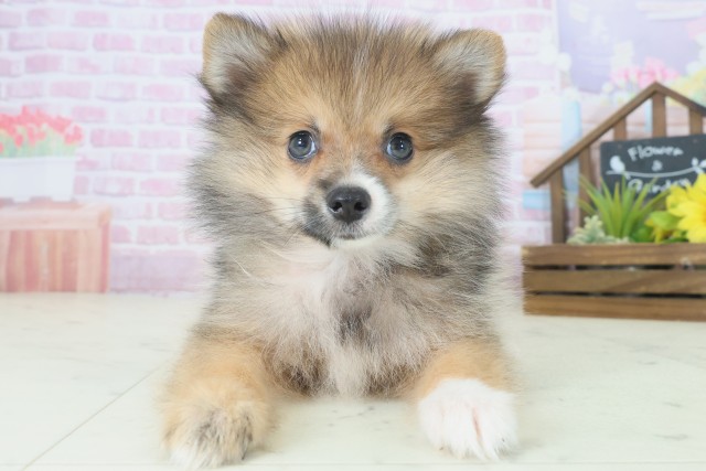 大阪府のポメラニアン (Coo&RIKU枚方店/2025年8月20日生まれ/女の子/パーティーカラー)の子犬の1枚目の画像