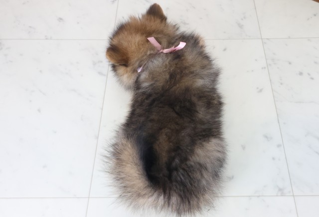 大阪府のポメラニアン (Coo&RIKU枚方店/2025年8月20日生まれ/女の子/パーティーカラー)の子犬の4枚目の画像