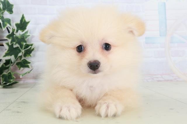 大阪府のポメラニアン (Coo&RIKU寝屋川店/2025年8月21日生まれ/男の子/クリーム)の子犬の1枚目の画像