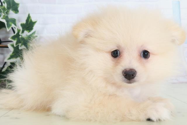 大阪府のポメラニアン (Coo&RIKU寝屋川店/2025年8月21日生まれ/男の子/クリーム)の子犬の2枚目の画像