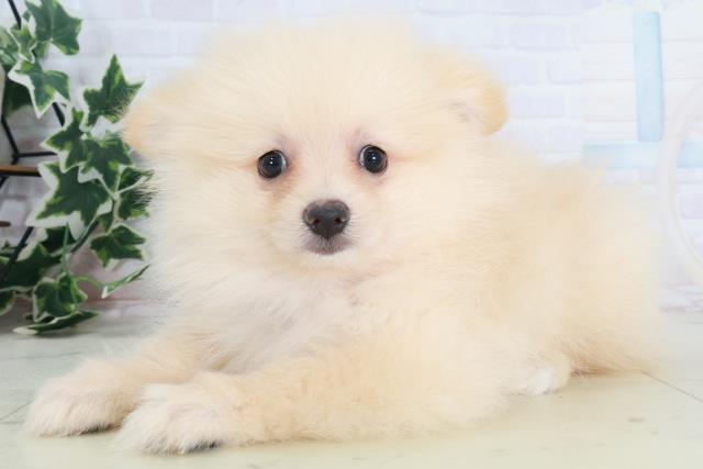 大阪府のポメラニアン (Coo&RIKU寝屋川店/2025年8月21日生まれ/男の子/クリーム)の子犬の3枚目の画像