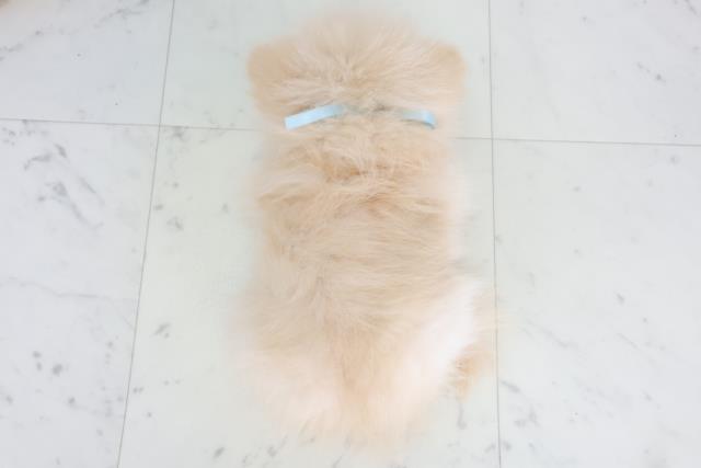 大阪府のポメラニアン (Coo&RIKU寝屋川店/2025年8月21日生まれ/男の子/クリーム)の子犬の4枚目の画像