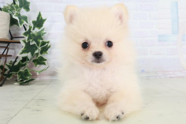 京都府のポメラニアン (Coo&RIKU京都店/2025年8月21日生まれ/男の子/クリーム)の子犬の1枚目の画像