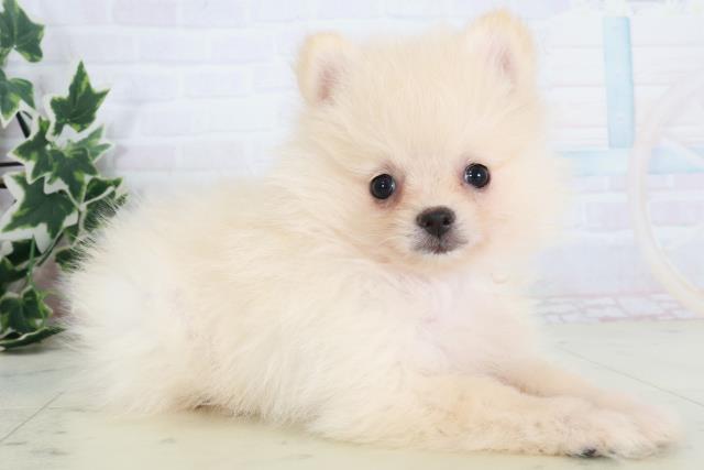 京都府のポメラニアン (Coo&RIKU京都店/2025年8月21日生まれ/男の子/クリーム)の子犬の2枚目の画像