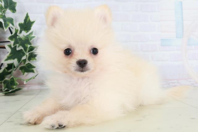 京都府のポメラニアン (Coo&RIKU京都店/2025年8月21日生まれ/男の子/クリーム)の子犬の3枚目の画像