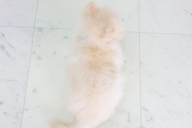 京都府のポメラニアン (Coo&RIKU京都店/2025年8月21日生まれ/男の子/クリーム)の子犬の4枚目の画像