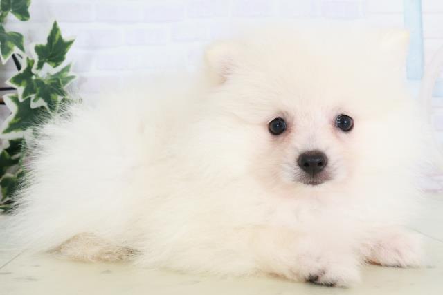2025年8月21日生まれのポメラニアンの2枚目の写真