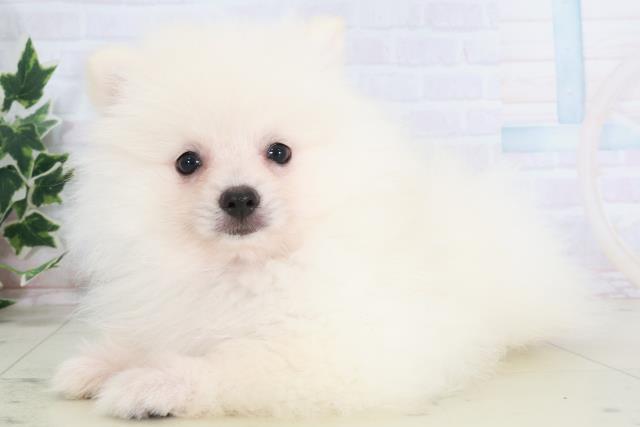 2025年8月21日生まれのポメラニアンの3枚目の写真